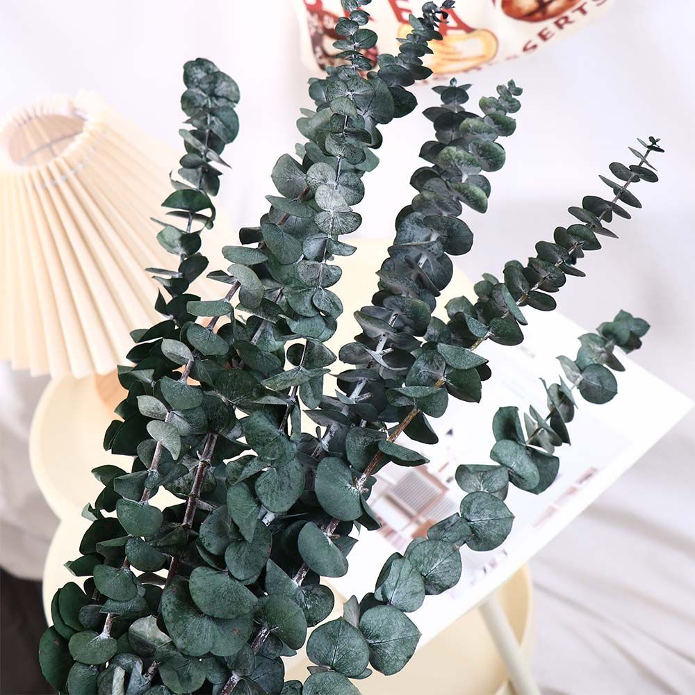 Eucalyptus Preserved - 10 pièces de feuilles naturelles d'eucalyptus